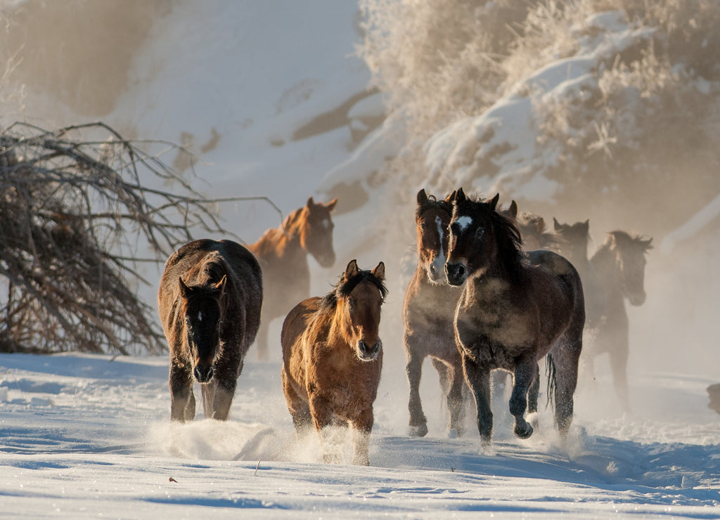 Horse running in the snow on a cold winter day with hoar frost on trees on ranch in wyoming in the american west majority of herd being quarter horses some mustangs