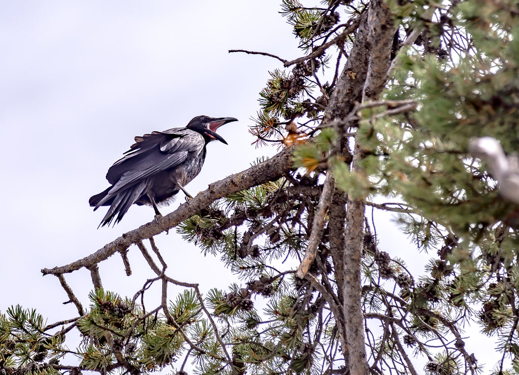 yellowstone national park nature scenes in wyoming USA