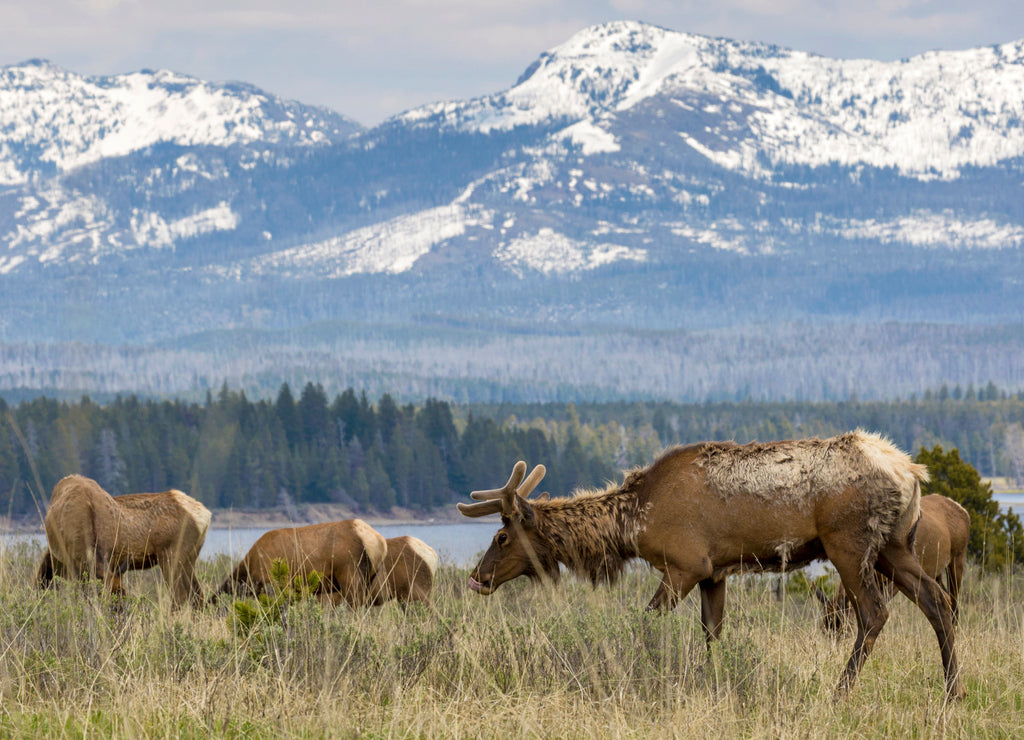 Wild elk in Yellowstone National Park (Wyoming)