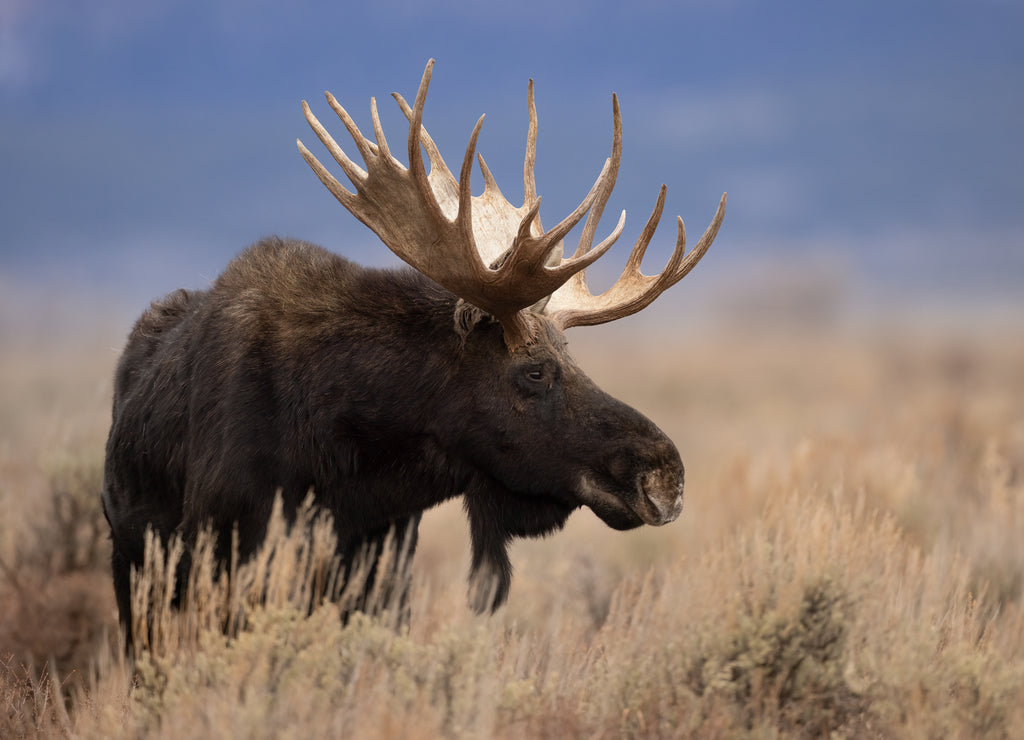 Moose in Grand Teton National Park, Wyoming