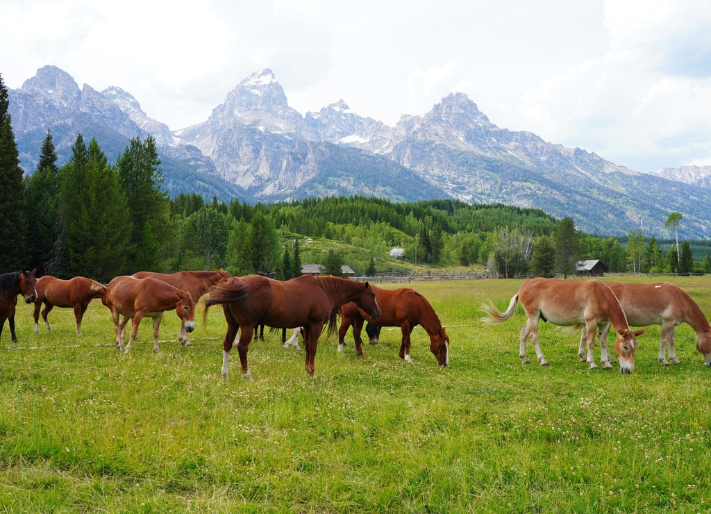 Horses on a ranch in summer in Grand Teton National Park in Wyoming, United States