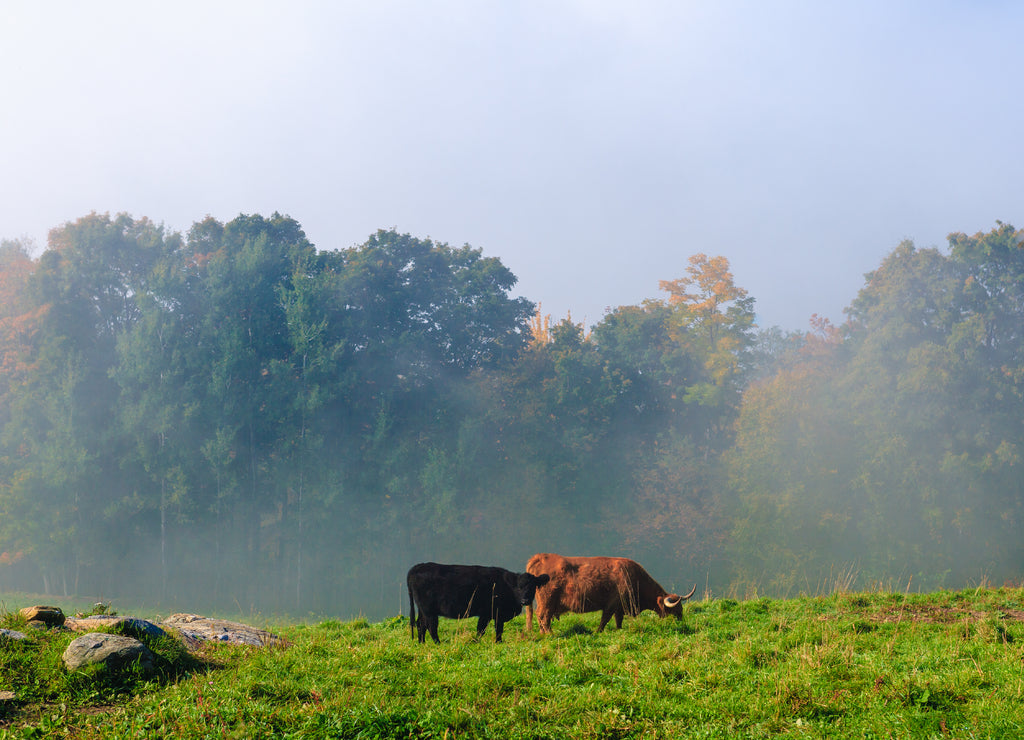 Scotch Highland cattle in a Vermont field