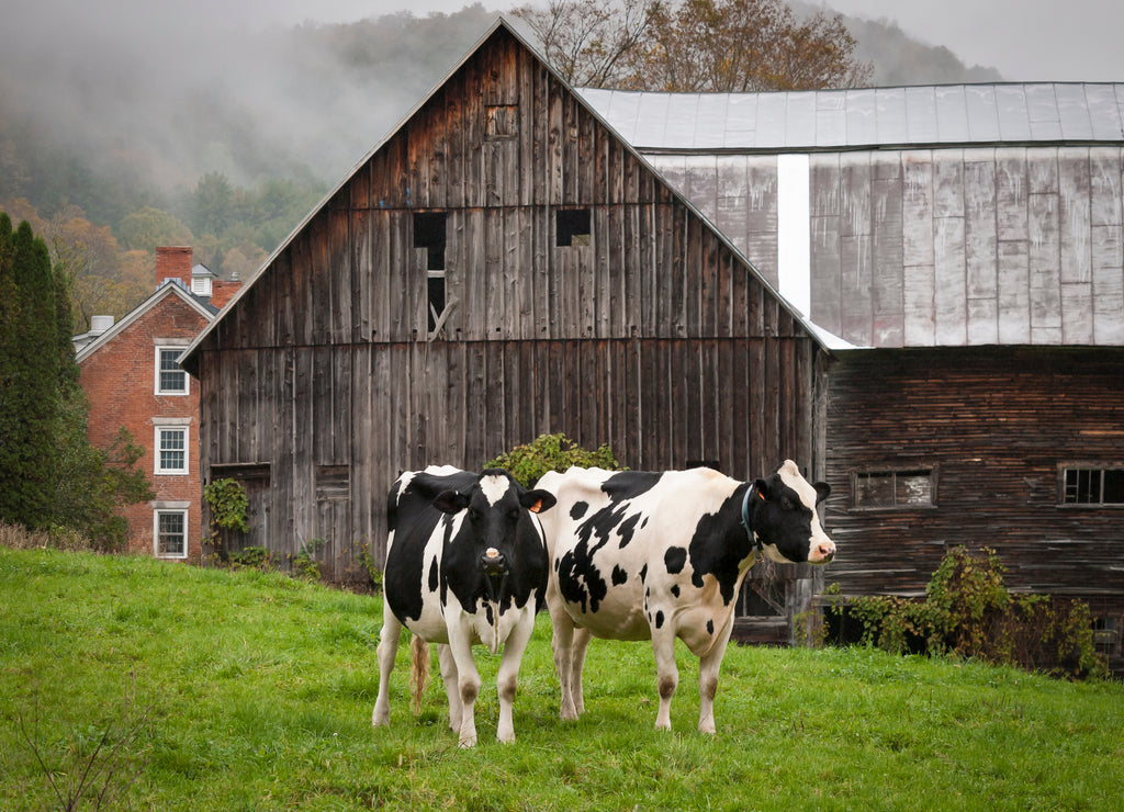 Vermont Holstein Cows: A pair of Holstein cows on a an old farm in Vermont on a misty morning in autumn