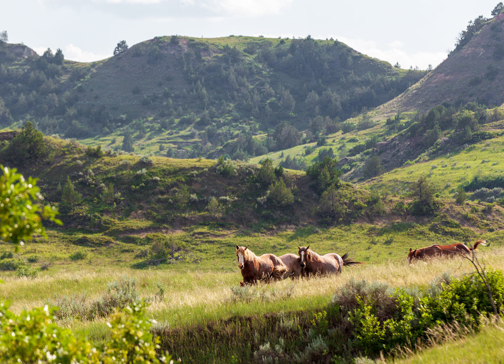 Wild Horses graze in Theodore Roosevelt National Park, North Dakota