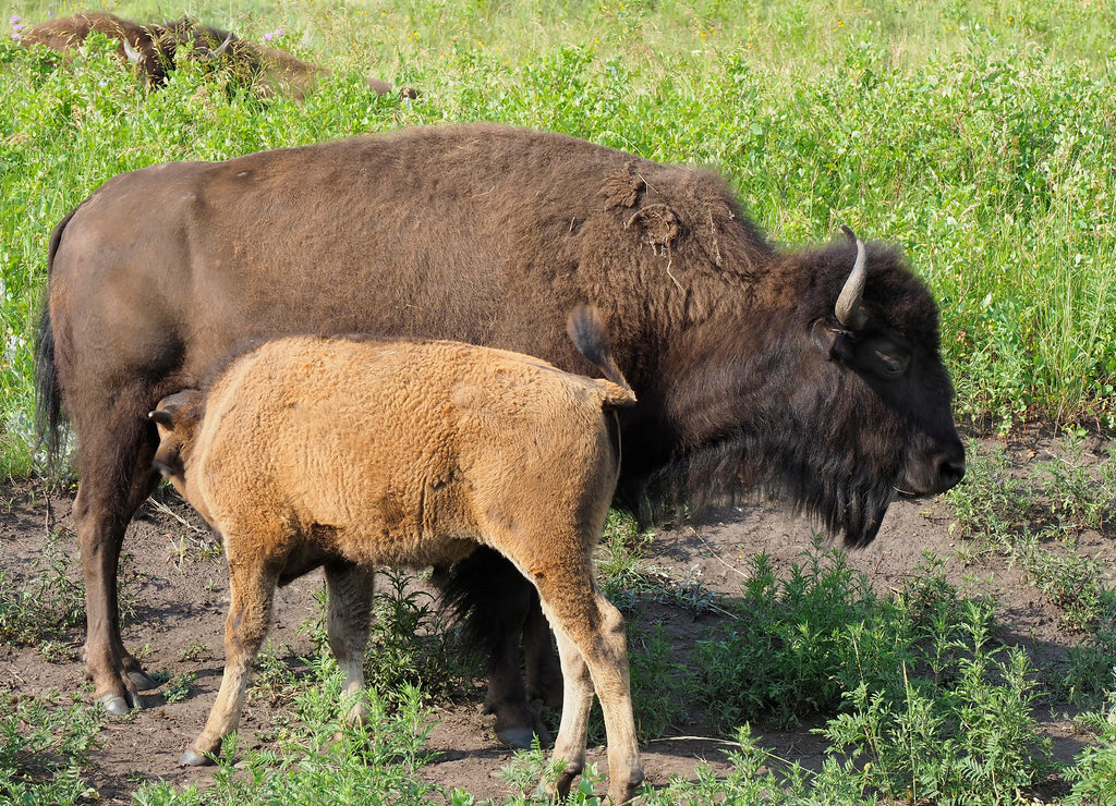 Buffalo Calf and It's Mother North Dakota