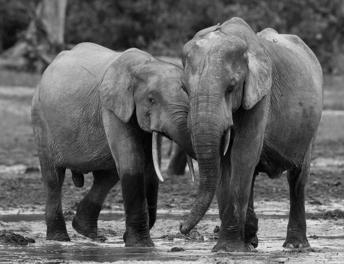 Noah Jigsaw Puzzle Colonia del Sacrament in Uruguay in black white 1000 pieces