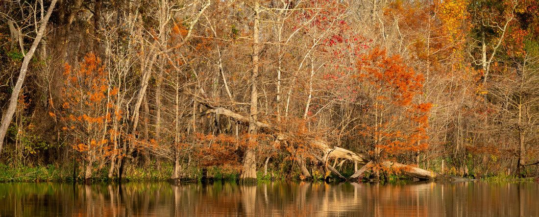 A fallen tree against the backdrop of fall colors in the Big Thicket National Preserve near Beaumont, Texas 2000pc Panoramic Puzzle