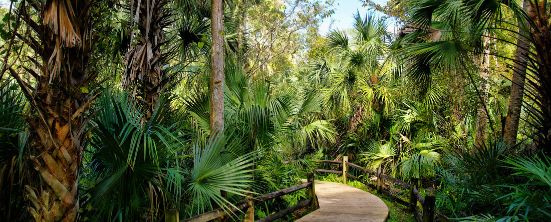 Wooden boardwalk in the recreation area in the Ocala National Forest located in Juniper Springs Florida, USA 2000pc Panoramic Puzzle