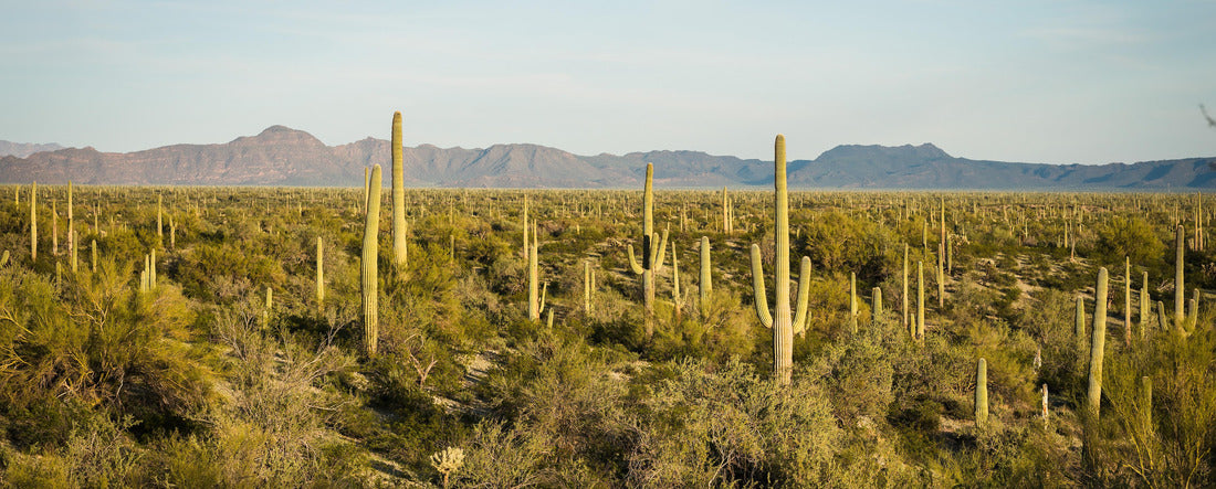 Saguaro and Organ Pipe cactus and Joshua trees at Organ Pipe Cactus National Monument in southern Arizona, USA 2000pc Panoramic Puzzle
