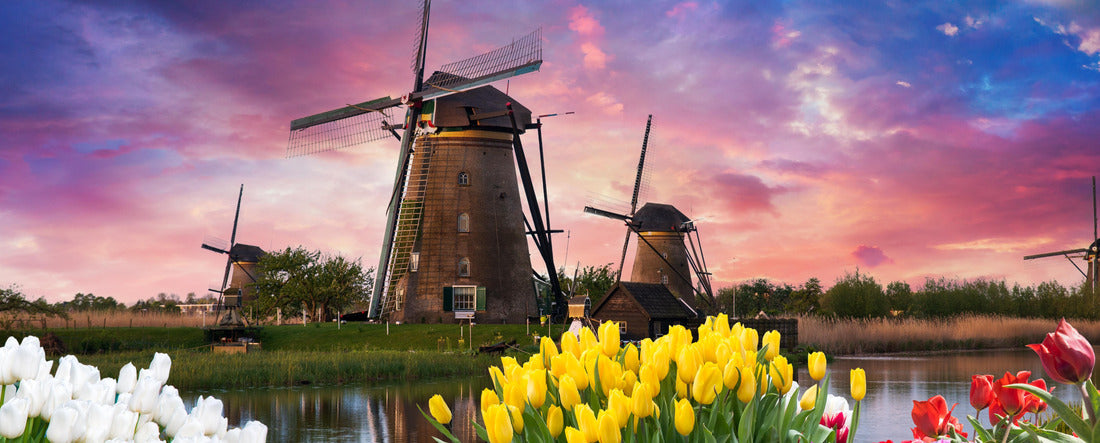 Windmill in Holland Michigan - An authentic wooden windmill from the Netherlands rises behind a field of tulips in Holland Michigan at Springtime 2000pc Panoramic Puzzle