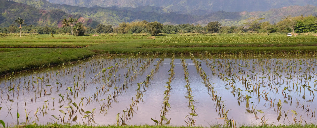 Hanalei Valley, Kauai, Hawaii taro farms. Miles of green fields of taro growing in water at different stages backed by lush mountains and blue cloud sky 2000pc Panoramic Puzzle