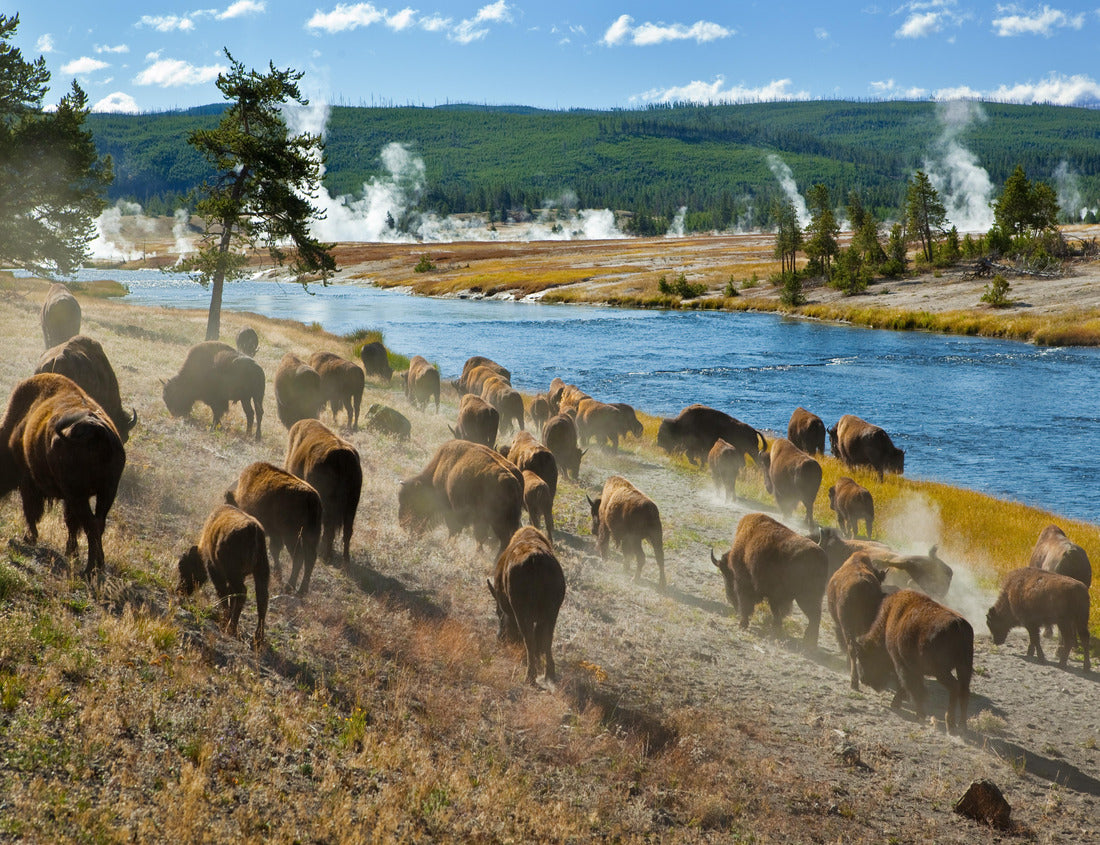 Noah Jigsaw Puzzle A herd of bison moves quickly along the Firehole River in Yellowstone National Park (near Midway Geyser Basin) 1000 pieces