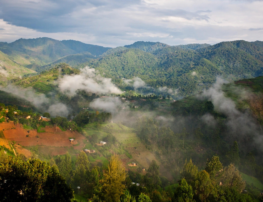 Noah Jigsaw Puzzle Beautiful landscape in southwestern Uganda, at Bwindi Impenetrable Forest National Park. Bwindi Impenetrable Forest National Park is a UNESCO World Heritage Site and home to the mountain gorillas 1000 pieces