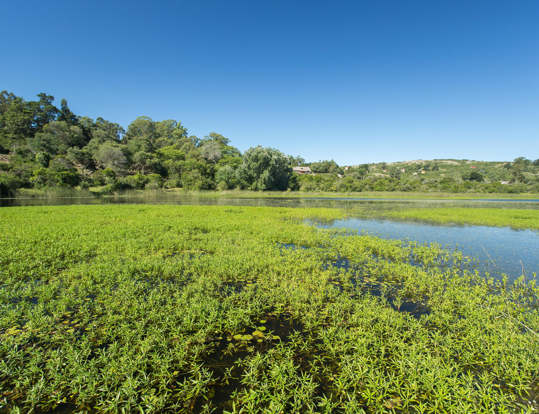 Noah Jigsaw Puzzle Lagoon in Villa Serena, Uruguay 1000 pieces