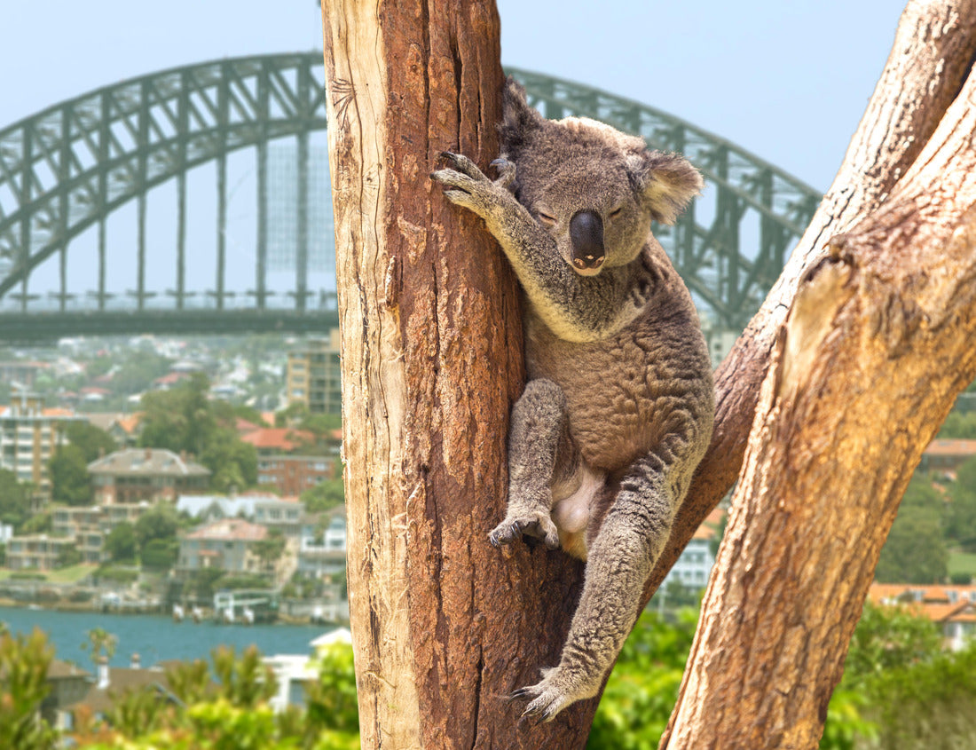 Noah Jigsaw Puzzle Cute Koala in Sydney, Australia 1000 pieces