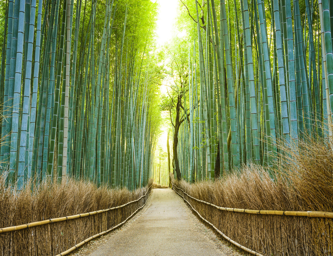 Noah Jigsaw Puzzle Kyoto, Japan bamboo forest 1000 pieces