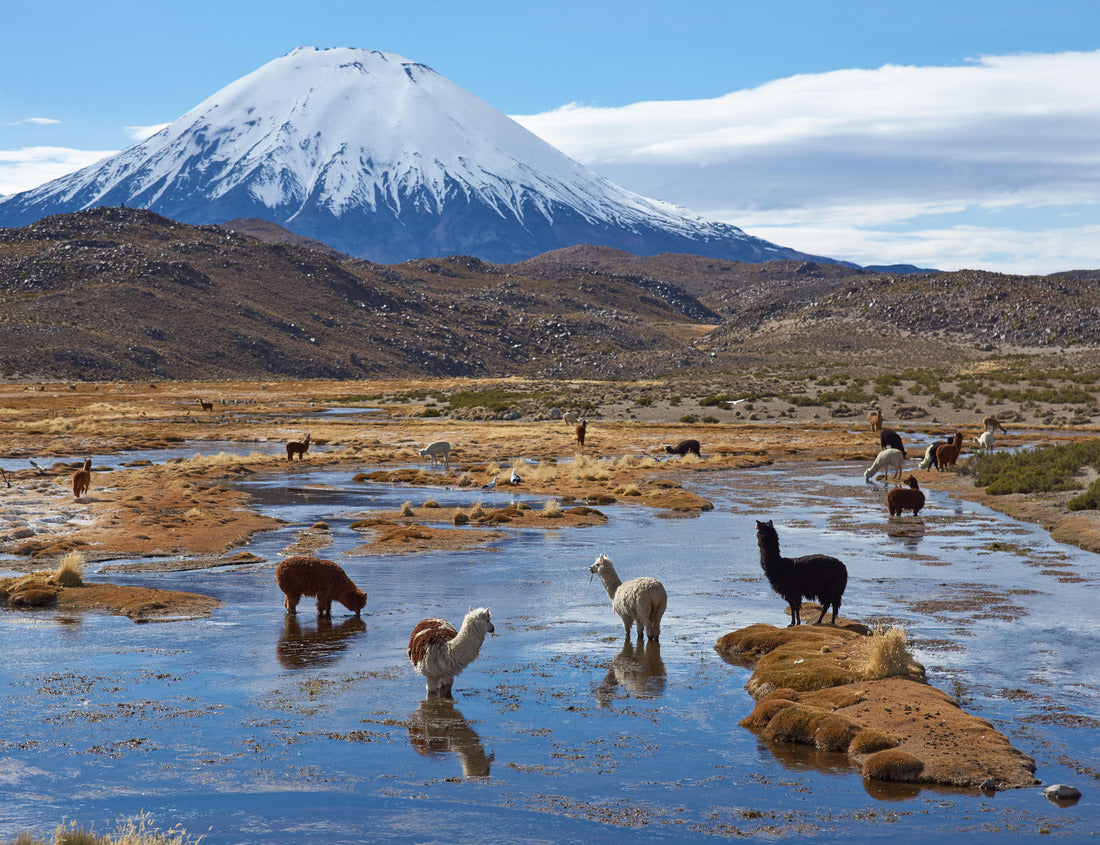 Noah Jigsaw Puzzle Alpaca (Vicugna pacos) grazing in a wetland also known as Bofedal in Spanish, at the base of the snow-capped Parinacota volcano, 6324 m high, in the altiplano of northern Chile 1000 pieces