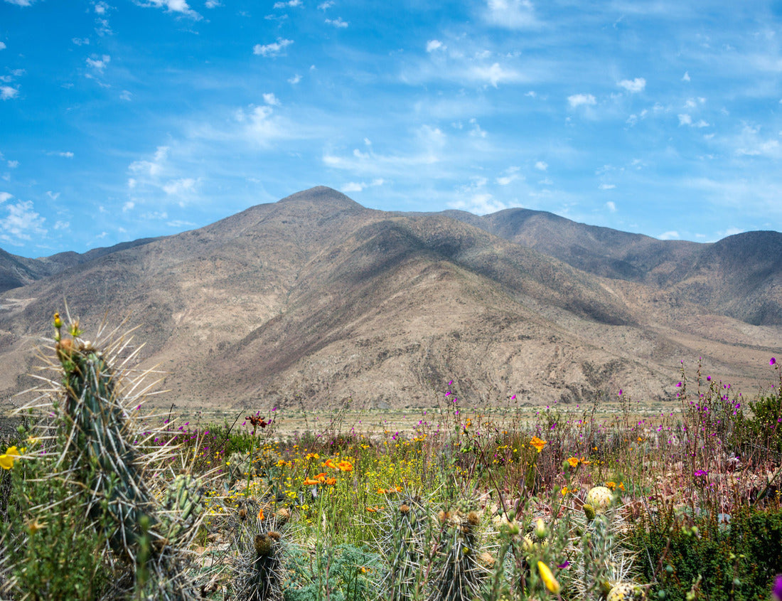 Noah Jigsaw Puzzle Flowering desert (Spanish: desierto florido) in the Chilean Atacama. The event is related to the El Nino phenomenon 1000 pieces