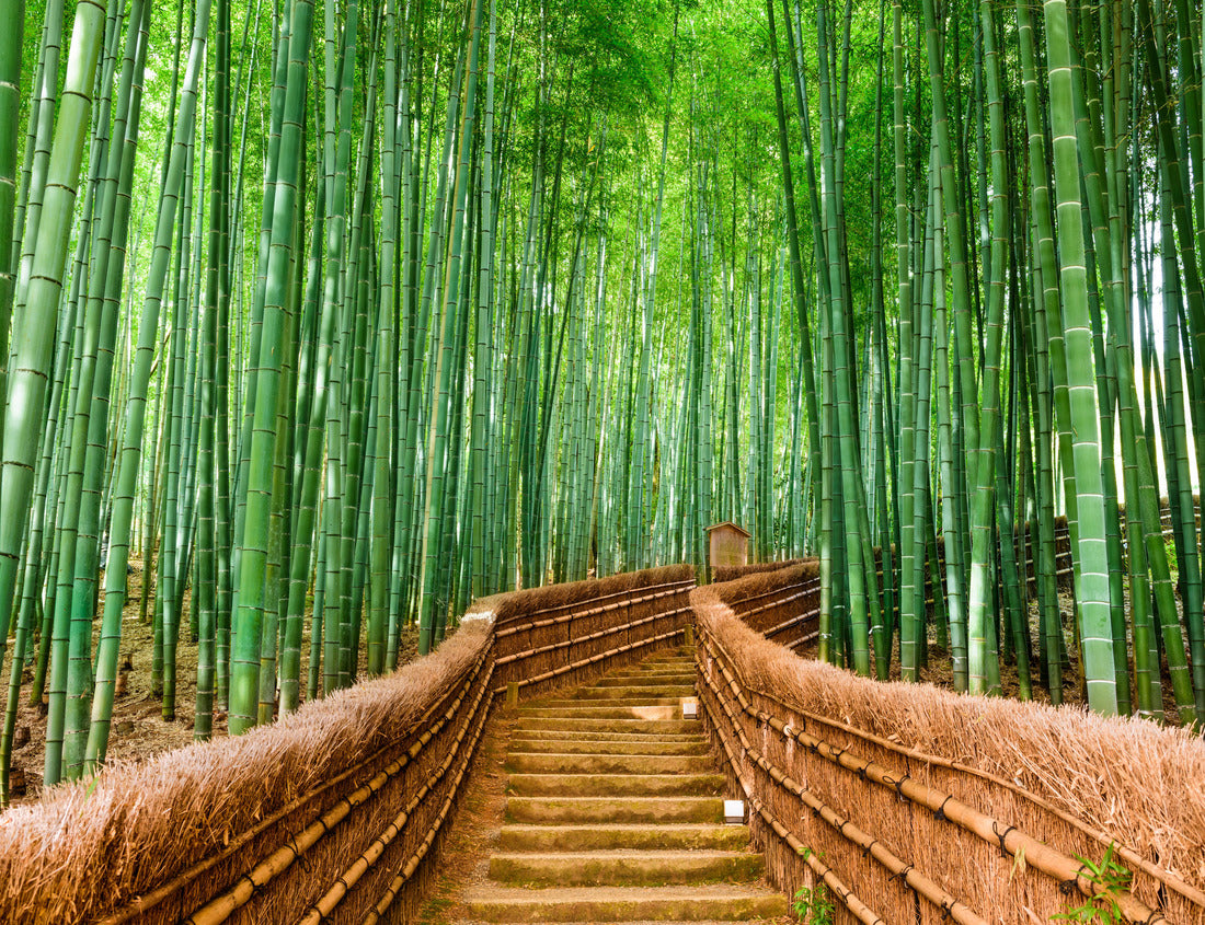 Noah Jigsaw Puzzle Kyoto, Japan at the Bamboo Forest 1000 pieces
