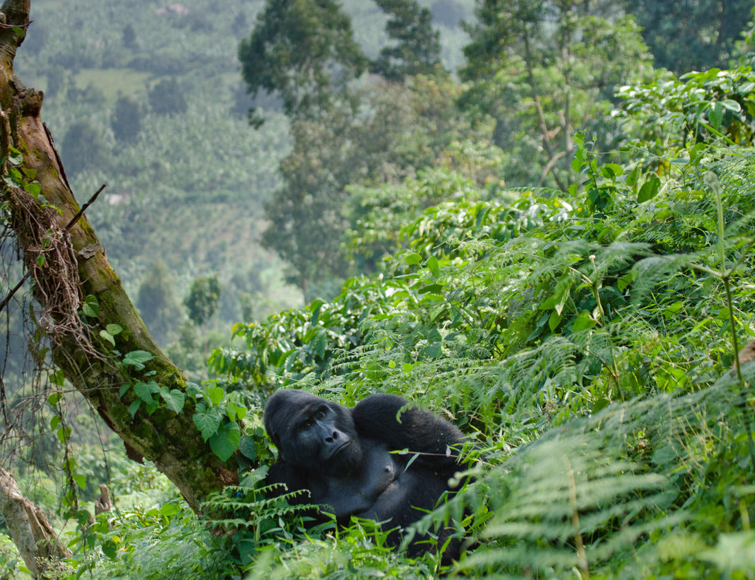 Noah Jigsaw Puzzle Dominant male mountain gorilla in grass. Uganda. Bwindi Impenetrable Forest National Park 1000 pieces