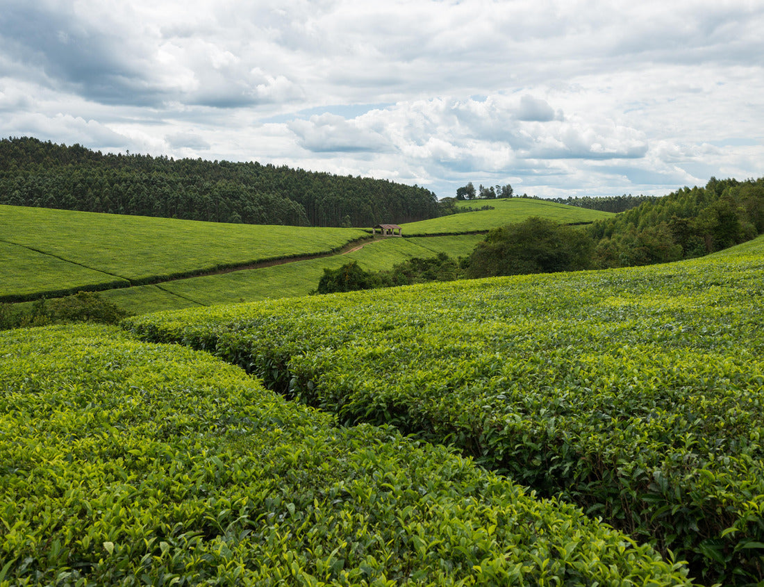 Noah Jigsaw Puzzle Landscape of a tea plantation in Uganda 1000 pieces