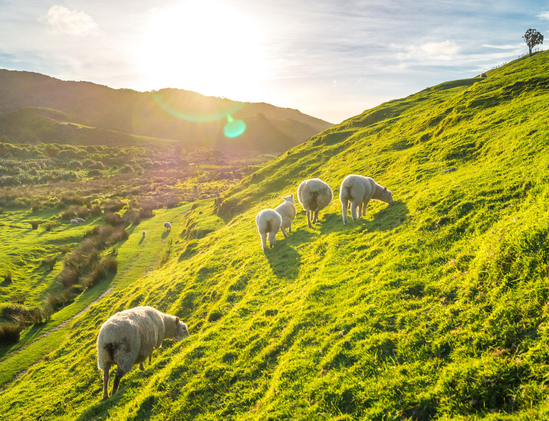 Noah Jigsaw Puzzle flock of sheep, Ireland 1000 pieces