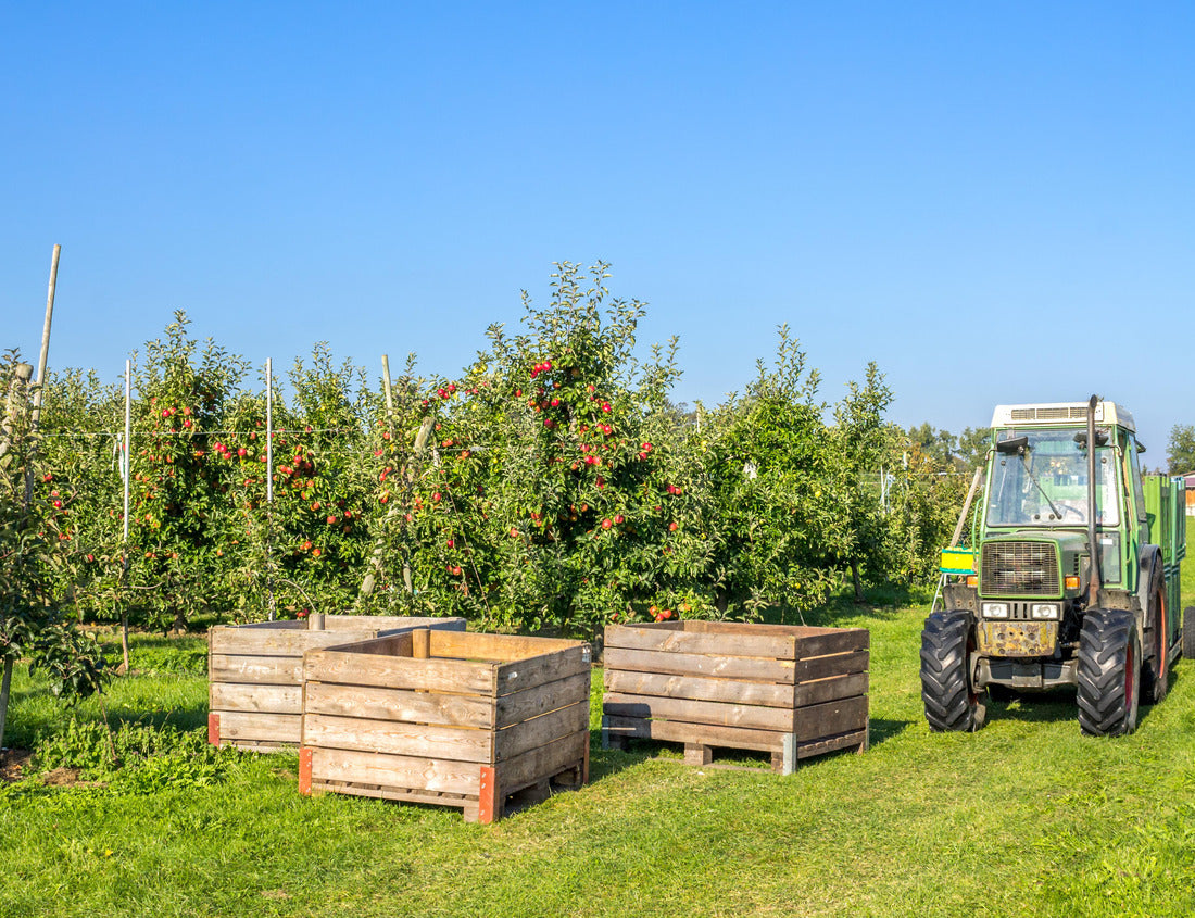 Noah Jigsaw Puzzle Apple, Harvest, Thurgau, Switzerland 1000 pieces