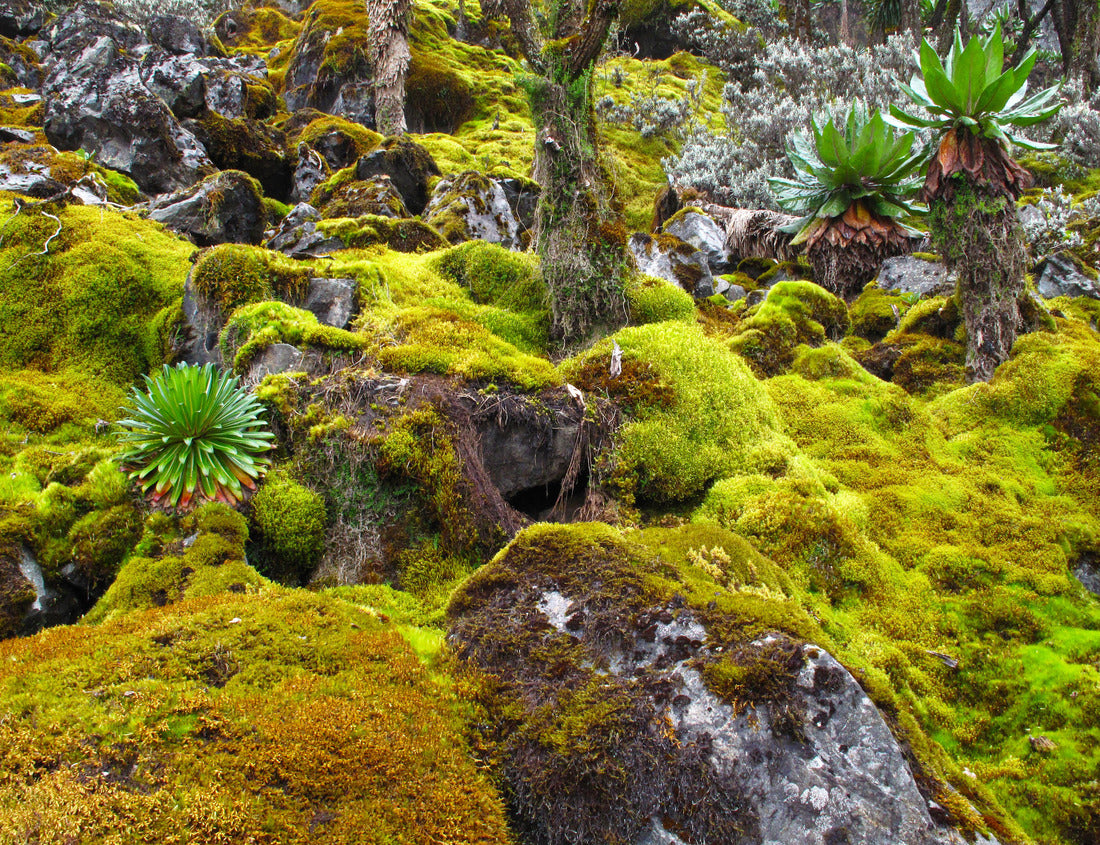 Noah Jigsaw Puzzle Hiking in Ruwenzori Mountains, Uganda, Africa 1000 pieces