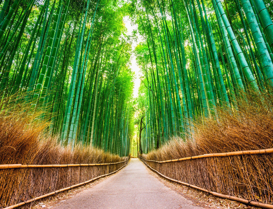 Noah Jigsaw Puzzle Bamboo Forest of Kyoto, Japan 1000 pieces