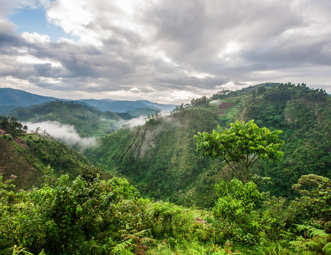 Noah Jigsaw Puzzle Beautiful landscape in southwestern Uganda, at the Bwindi Impenetrable Forest National Park, on the borders of Uganda, Congo and Rwanda. The Bwindi National Park is home to the mountain gorillas 1000 pieces