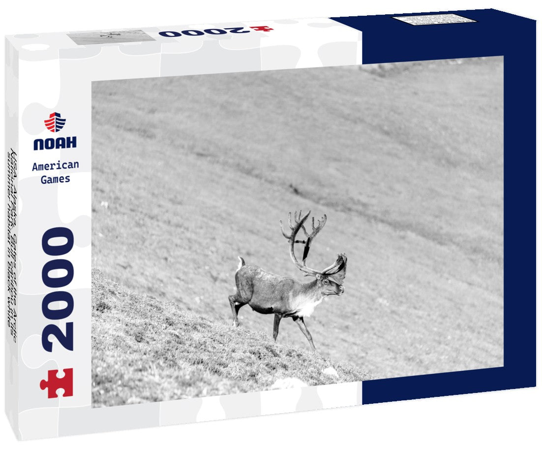Noah Jigsaw Puzzle USA, Alaska, Gates of the Arctic National Park. Bull caribou in its summer habitat in black white 2000 pieces