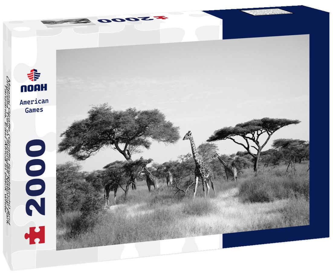 Noah Jigsaw Puzzle Maasai Giraffe (Giraffa tippelskirchi) and Umbrella Tree in Serengeti National Park, Tanzania, East Africa in black white 2000 pieces