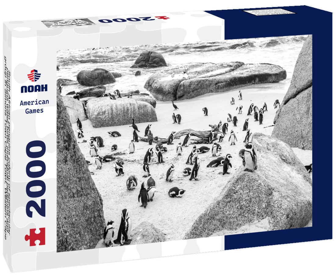 Noah Jigsaw Puzzle South African penguins colony of spectacular penguins water birds individual penguins and group in Simons Town Cape Town, Western Cape, South Africa in black white 2000 pieces