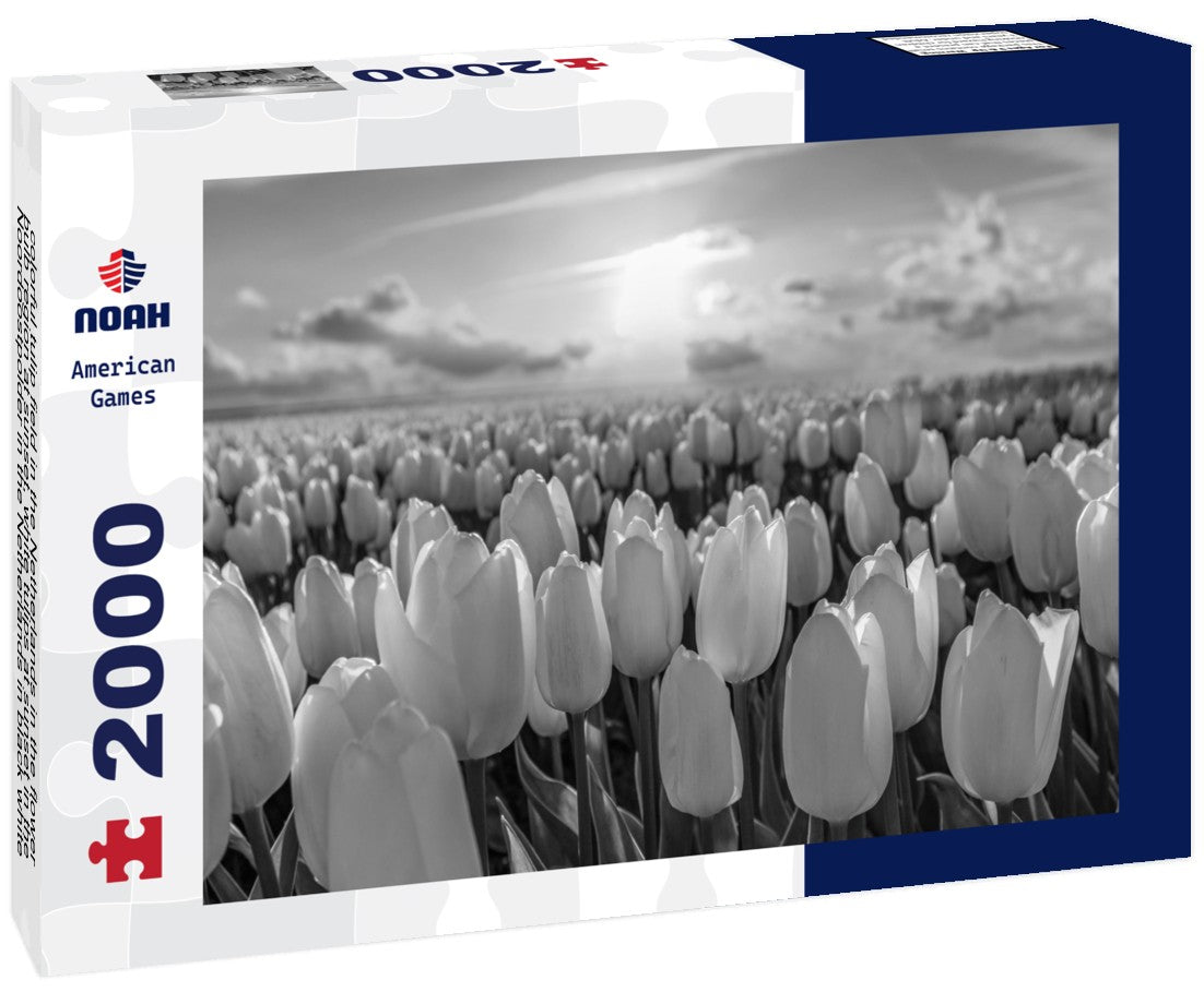 Noah Jigsaw Puzzle colorful tulip field in the Netherlands in the flower bulb region at sunset, white tulips at sunset in the Noordoostpolder in the Netherlands in black white 2000 pieces