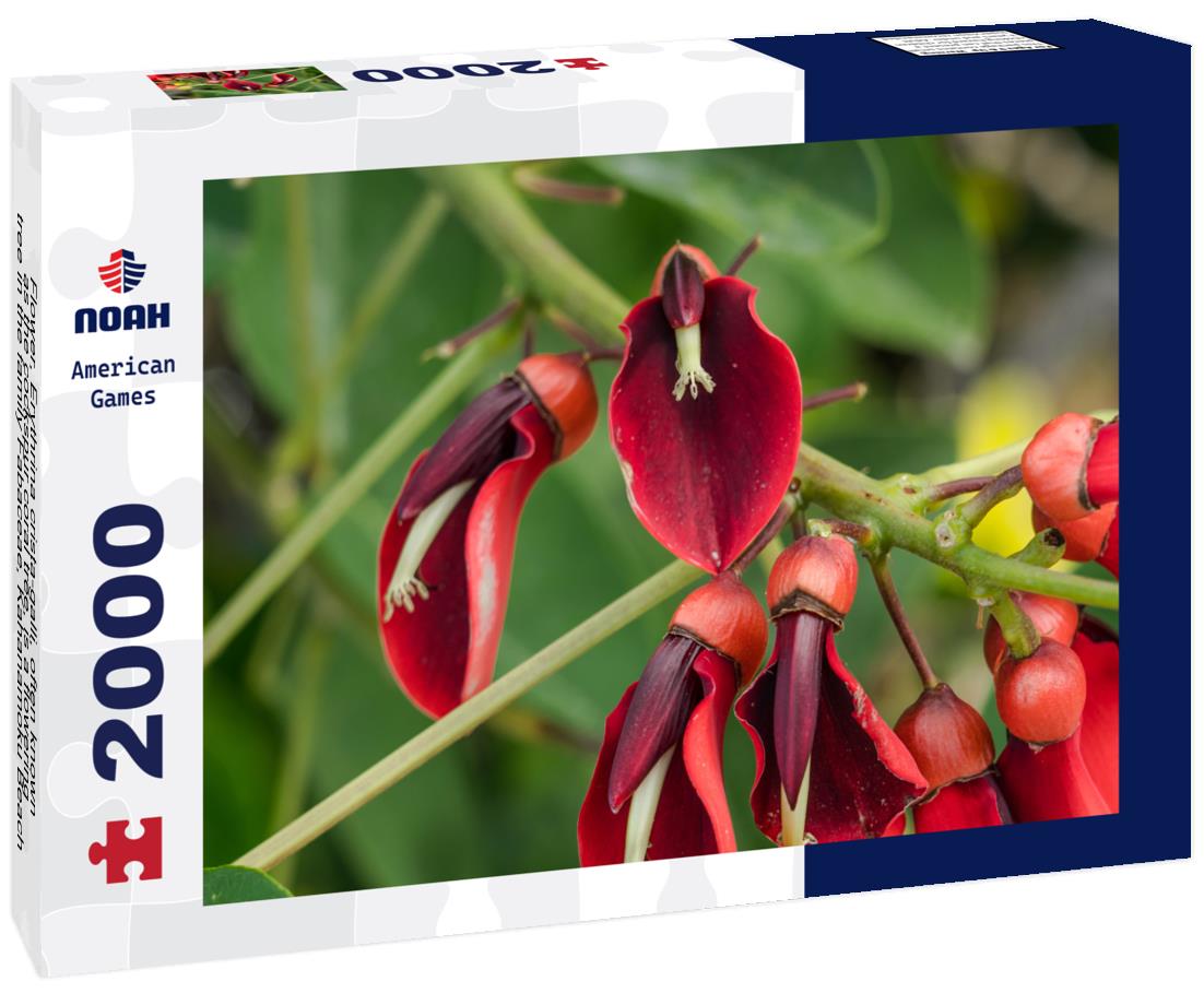 Noah Jigsaw Puzzle Flower, Erythrina crista-galli, often known as the cockspur coral tree, is a flowering tree in the family Fabaceae, Kahanamoku Beach, Waikiki, Honolulu, Oahu, Hawaii 2000 pieces