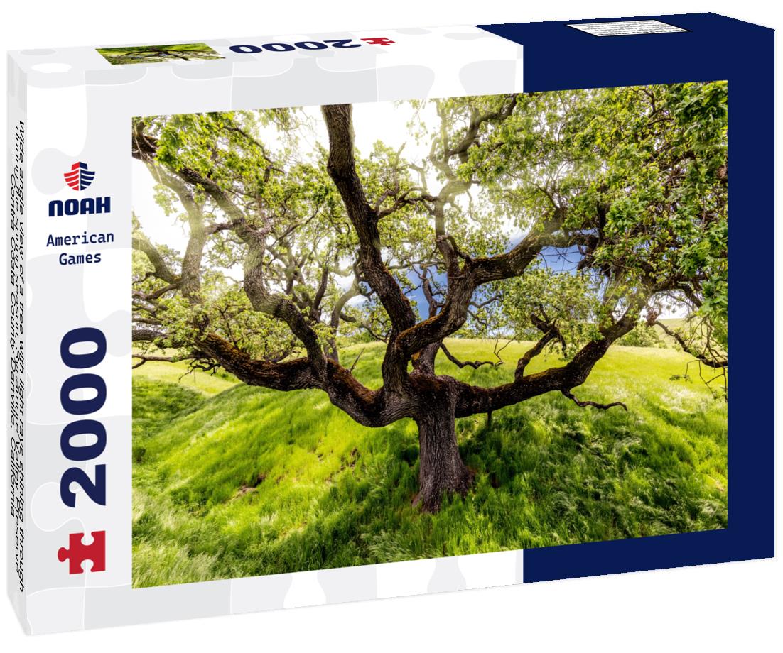 Noah Jigsaw Puzzle Wide angle view of a tree with light rays shining through during the spring season, Sycamore Valley Preserve Contra Costa County Danville, California 2000 pieces
