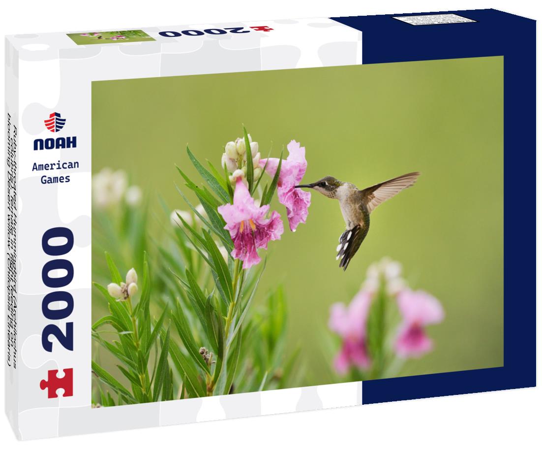 Noah Jigsaw Puzzle Ruby-throated Hummingbird (Archilochus colubris), female in flight feeding on blooming Desert willow (Chilopsis Linearis), Hill Country, Texas, USA 2000 pieces