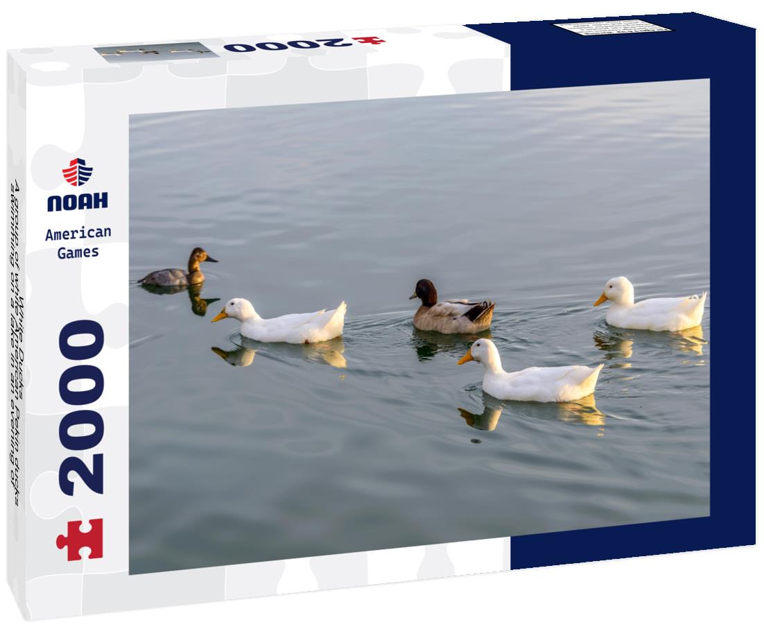 Noah Jigsaw Puzzle White Ducks - A group of white American Pekin ducks swimming on a lake in an evening of January. Veterans Oasis Lake, Chandler, Arizona, USA 2000 pieces