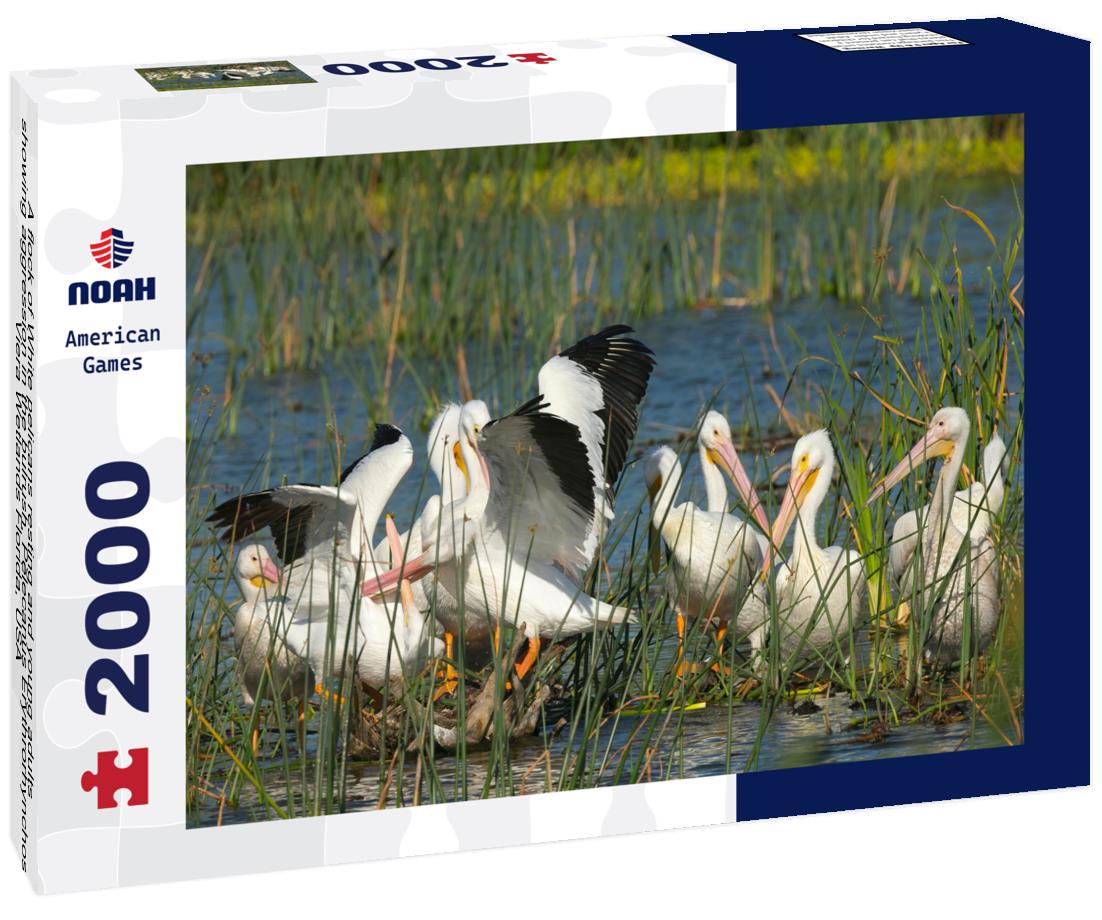 Noah Jigsaw Puzzle A flock of White pelicans resting and young adults showing aggression in the bulrush, Pelecanus Erythrorhynchos, Viera Wetlands Florida, USA 2000 pieces