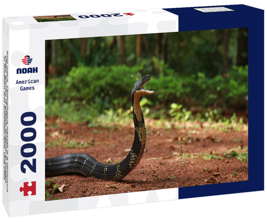 Noah Jigsaw Puzzle King cobra, Ophiophagus hannah is a venomous snake species of elapids endemic to jungles in Southern and Southeast Asia, Goa india 2000 pieces