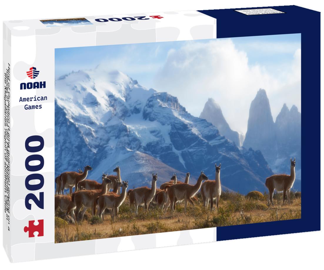 Noah Jigsaw Puzzle Herd of Guanaco (Lama guanicoe) grazing on a hillside in Torres del Paine National Park in the Magallanes region of southern Chile 2000 pieces