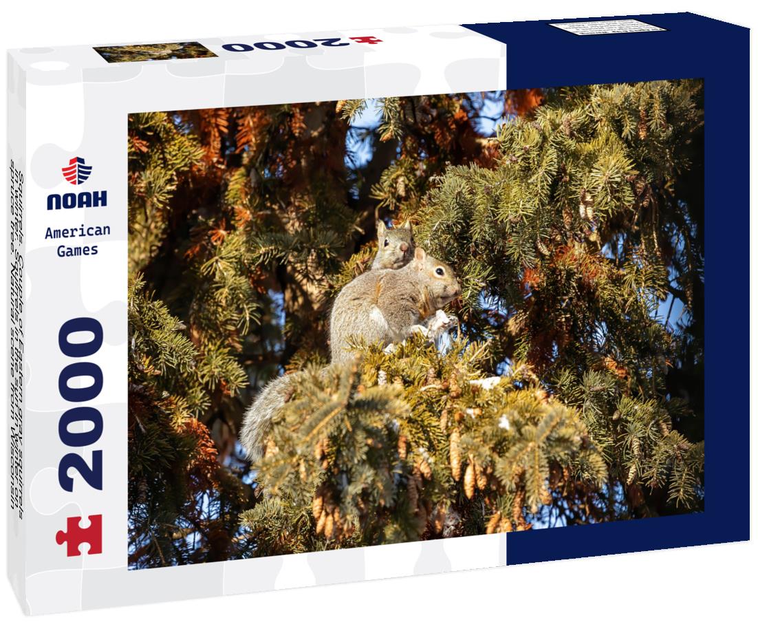 Noah Jigsaw Puzzle Squirrels. Couple of Eastern gray squirrels in winter. Squirrels in the sun in winter on spruce tree. Natural scene from Wisconsin 2000 pieces