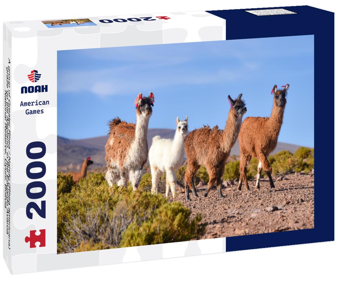 Noah Jigsaw Puzzle A group of Greater Rhea / Nandu (Rhea americana) graze on the Altiplano, in the Eduardo Avaroa National Reserve, Uyuni, Bolivia 2000 pieces