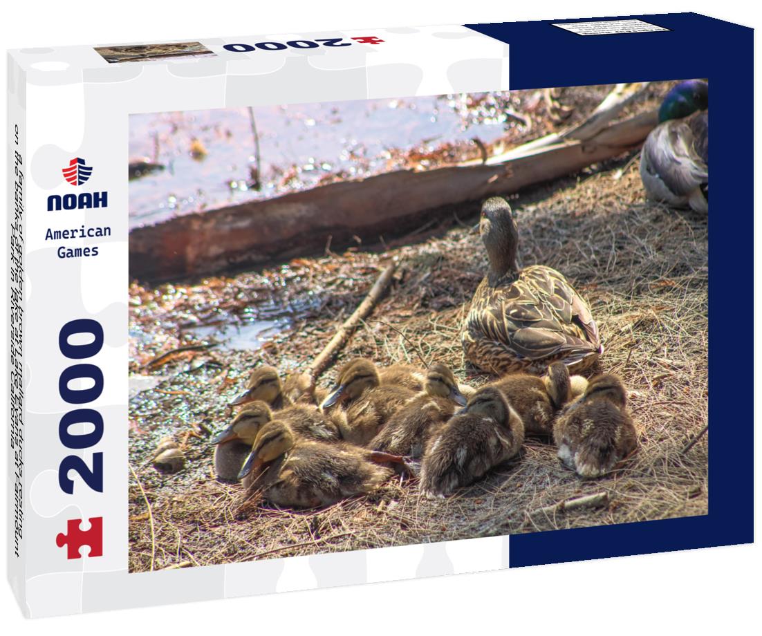 Noah Jigsaw Puzzle a family of golden brown mallard ducks resting on the banks of the lake at Lake Evans at Fairmount Park in Riverside California 2000 pieces