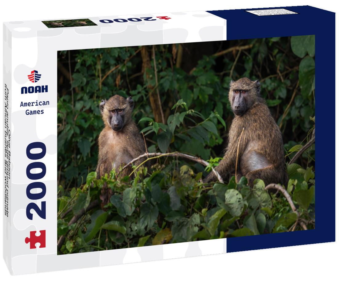 Noah Jigsaw Puzzle Olive Baboon - Papio anubis, large ground primate from African bushes and woodlands, Bale mountains, Budongo forest, Uganda 2000 pieces