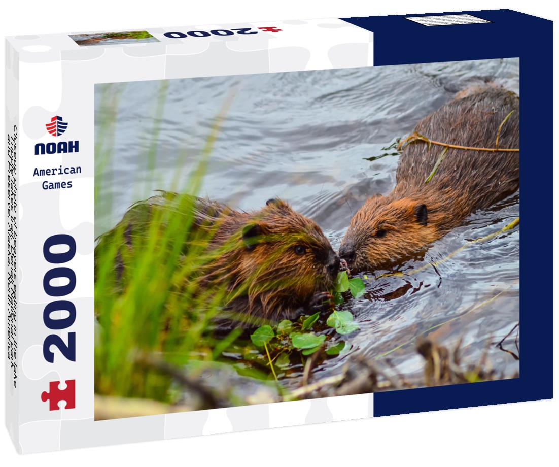 Noah Jigsaw Puzzle Closeup photo of beavers eating in the lake, Tripple lakes trail, Denali National park and Preserve, Alaska, North America 2000 pieces