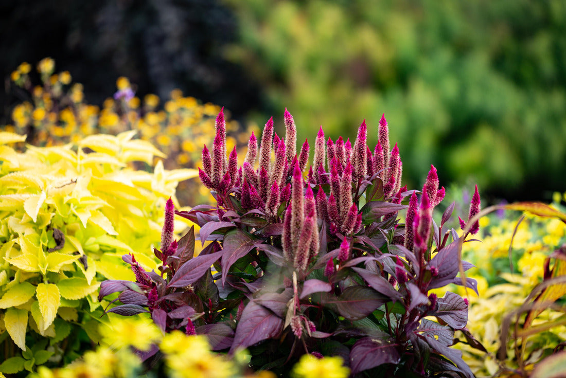 Magenta spikes of a plant above patch of yellow flower leaves in the Arboretum Botanical Garden in Lexington, Kentucky 2000pc Puzzle