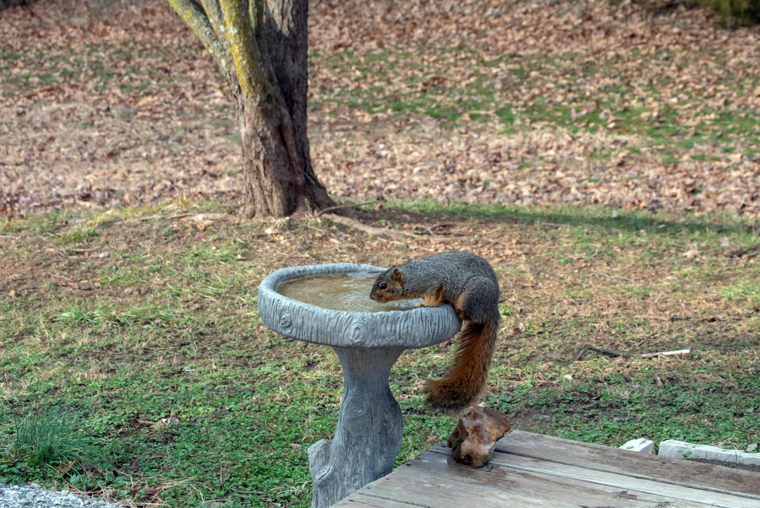 This red squirrel seems to think the birdbath was meant for him in this Missouri backyard on a fall day. Bokeh effect 2000pc Puzzle
