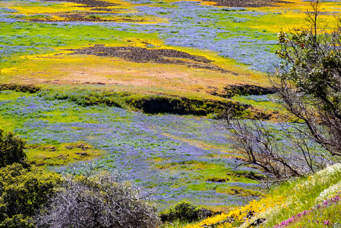 Wildflowers blooming on the rocky soil of North Table Mountain Ecological Reserve, Oroville, Butte County, California 2000pc Puzzle