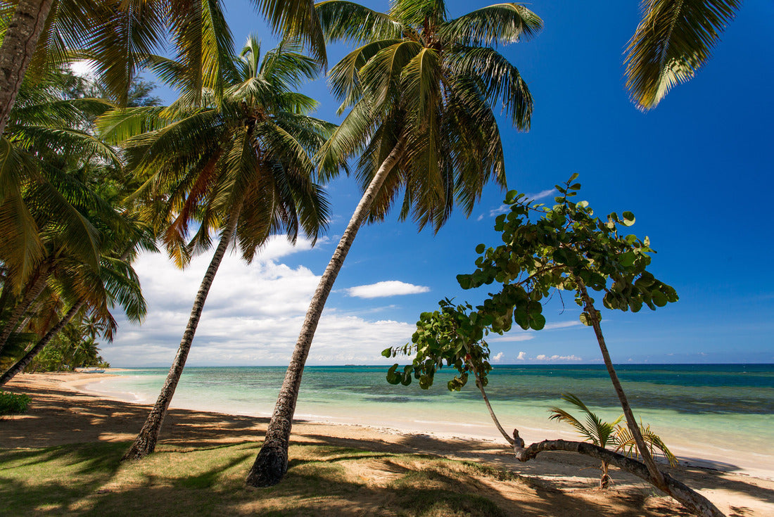 Paradise beach with white sand, palm trees and blue water of Atlantic Ocean, Las Terrenas, Samana, Dominican Republic 2000pc Puzzle